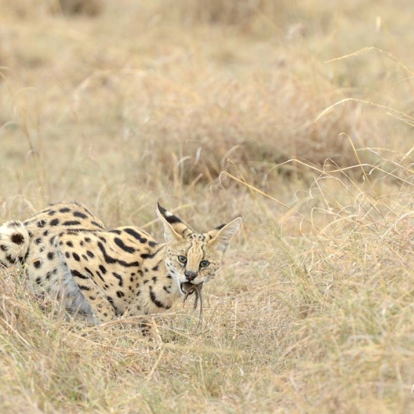 Serval en train de muloter - Masai-Mara - Kenya