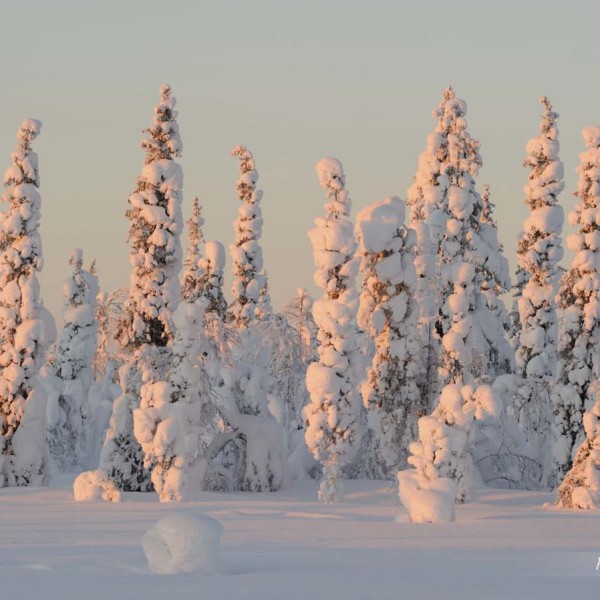 Foret de sapins recouverts de neige au soleil couchant