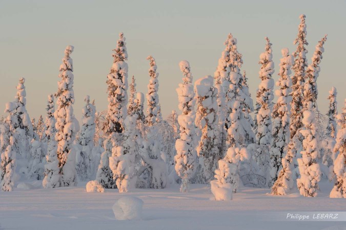 Foret de sapins recouverts de neige au soleil couchant