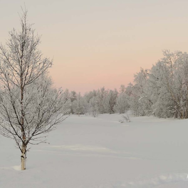 Paysage de la Laponie avec des arbres recouverts de neige