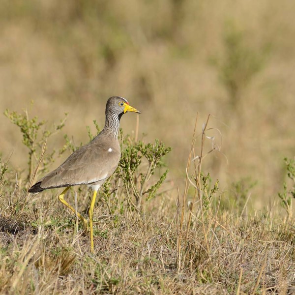 Vanneau du Sénégal - Masai-Mara - Kenya