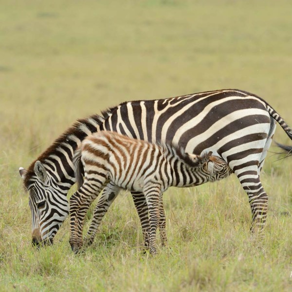 Zèbre de Burchell et son poulain qui téte - Masai-Mara - Kenya